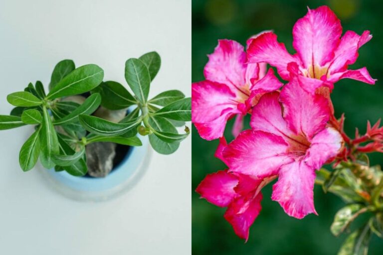 6 dicas de como fazer uma muda de rosa do deserto perfeita