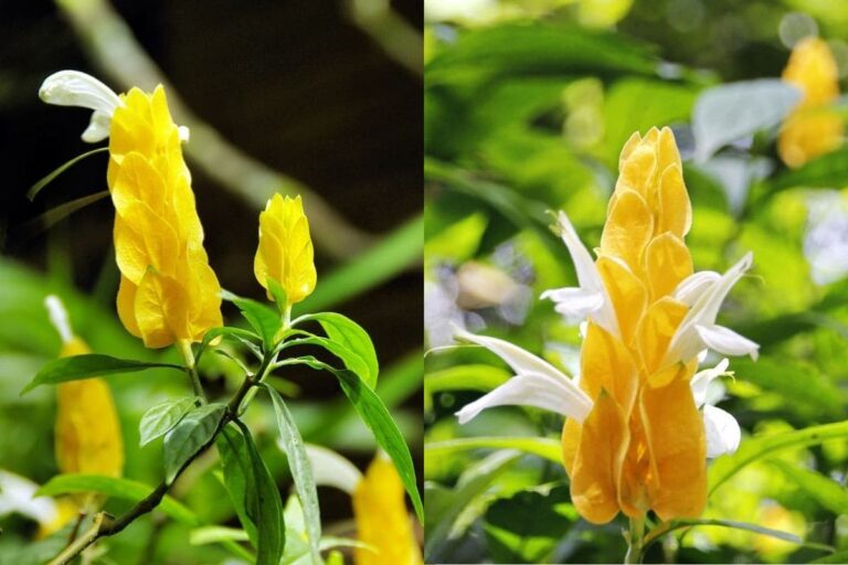 Cultivando a exuberante planta camarão amarelo