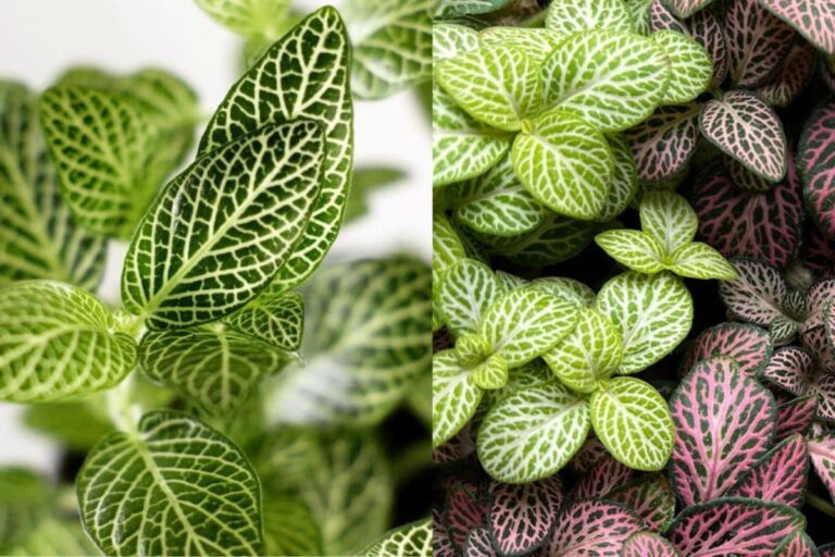 Veja os segredos de como cuidar bem da planta fitonia