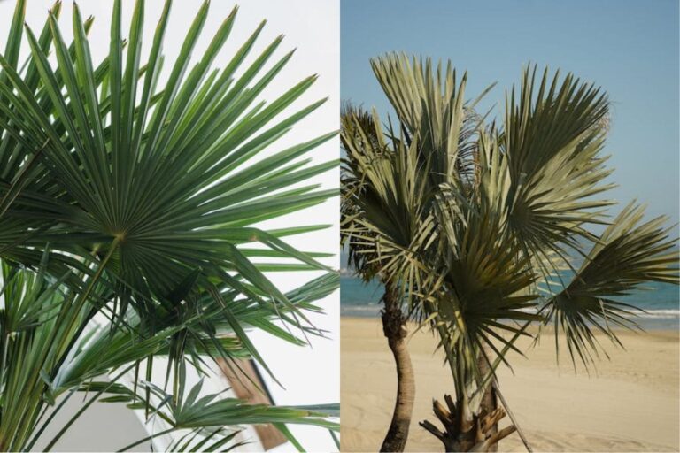 Conheça a beleza exótica da planta palmeira azul