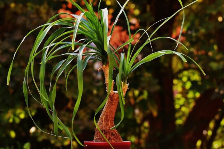 Planta pata de elefante: seu gigante verde