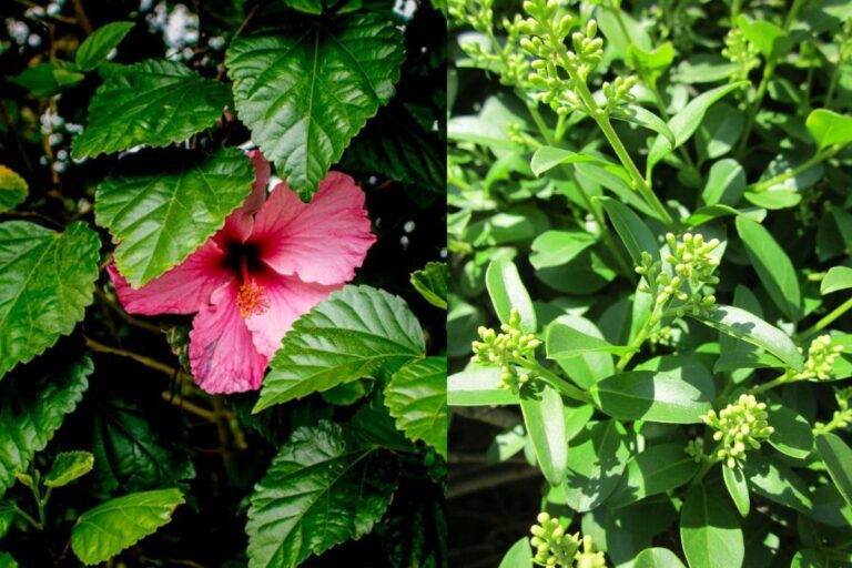 5 plantas perfeitas para cerca viva: transforme seu jardim