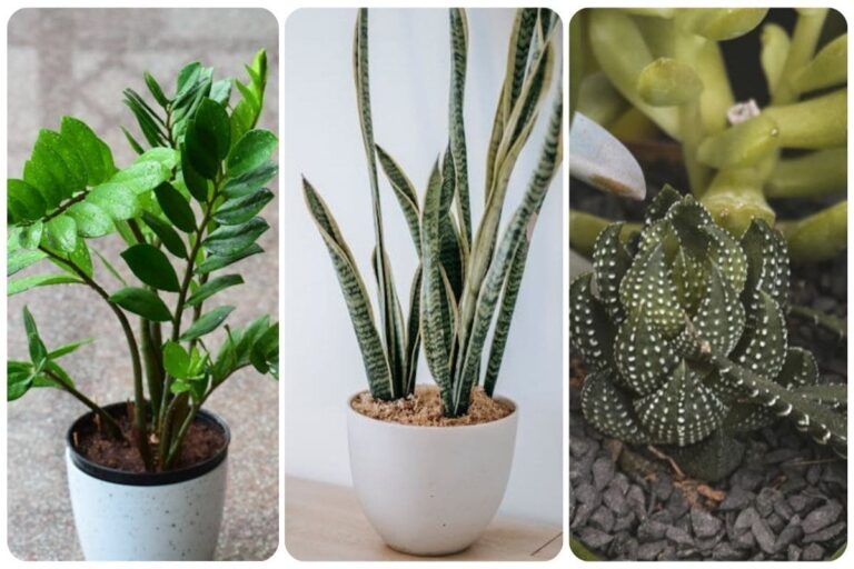 5 plantas perfeitas para apartamento: as melhores e belas
