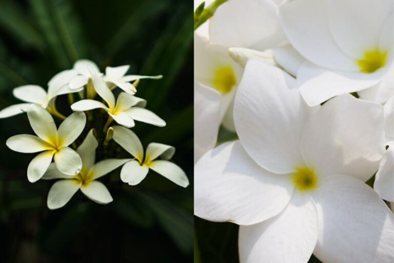 Plumeria pudica é venenosa? Descubra  tudo sobre essa planta