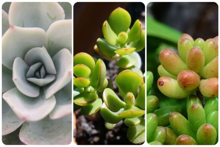 As 5 suculentas coloridas mais populares