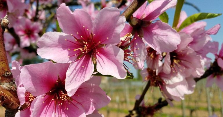 Transforme Seu Quintal com a Elegância da Amendoeira em Flor