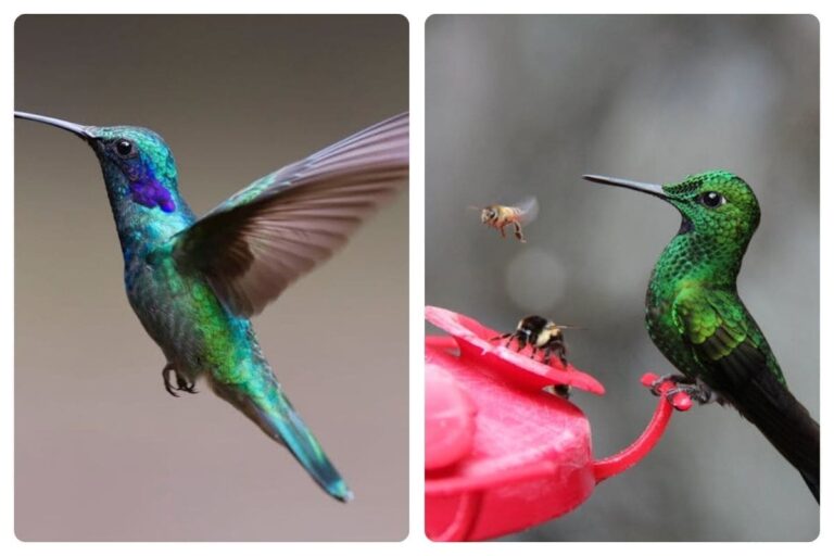 Dicas úteis para atrair beija-flores para o jardim