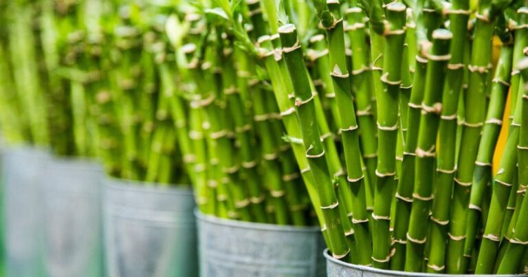 Aprenda Como Plantar Bambu e Transforme Seu Espaço Verde