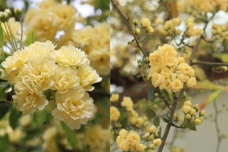 Use a Beleza da Rosa-Banksiae na Decoração