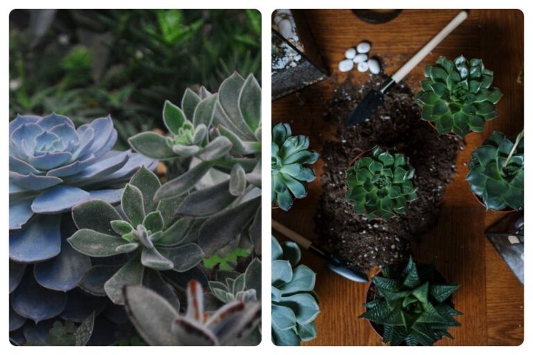 Aprenda Como Fazer um Lindo Berçário de Suculenta