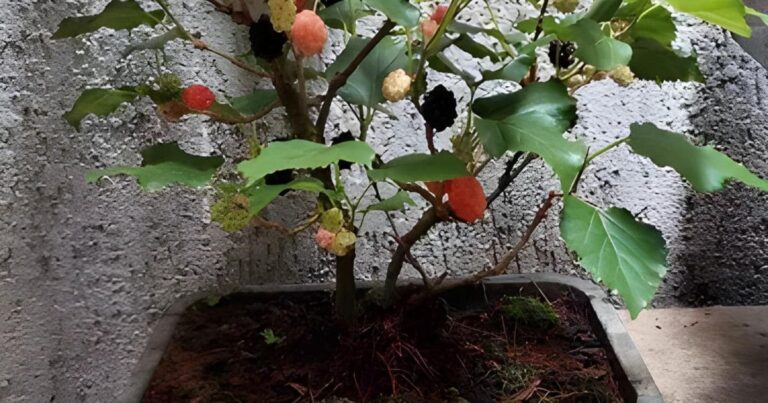 Como Cuidar do Bonsai de Amora e Garantir seu Crescimento