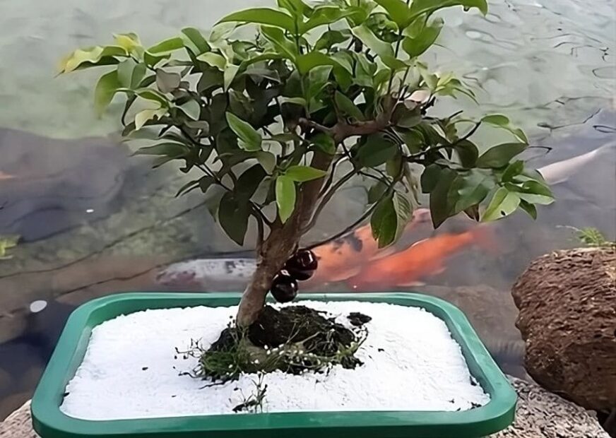 Como Cuidar do Bonsai de Jabuticaba e Ter Frutas em Miniatura