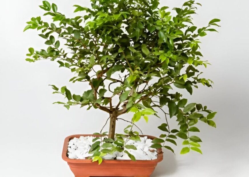 Como Cuidar do Bonsai de Jabuticaba e Ter Frutas em Miniatura