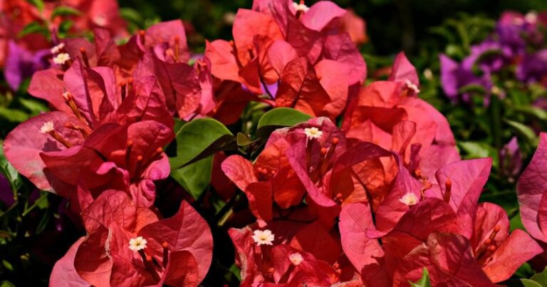 Cerca Viva com Flores: Como Criar um Espetáculo de Cores