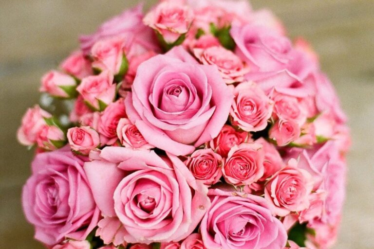 Como Cuidar do Buquê de Rosas e Prolongar sua Beleza