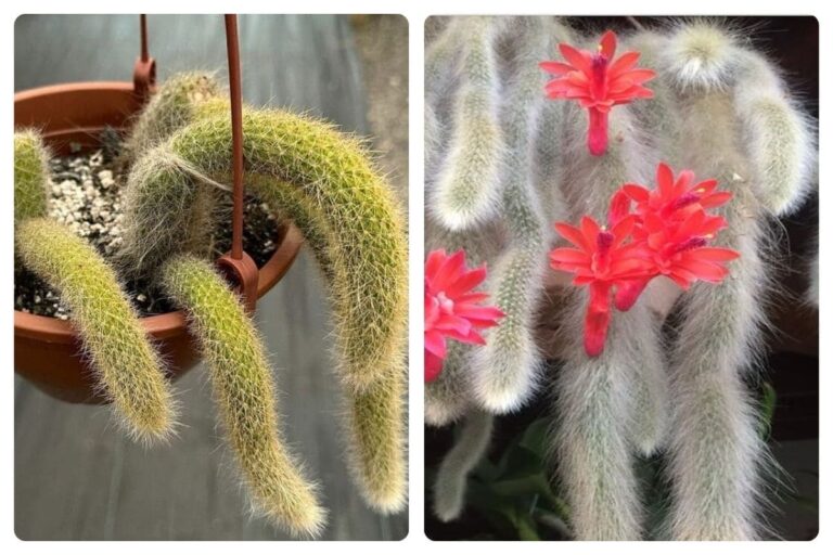 3 dicas fundamentais para fazer muda do cacto rabo-de-macaco
