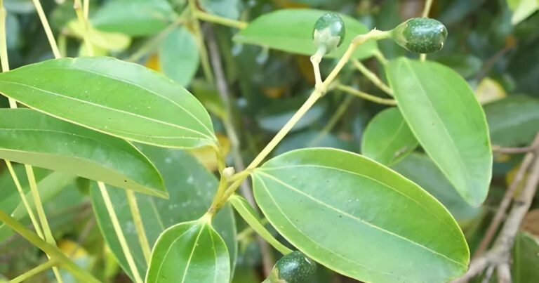 Aprenda Como Fazer Muda de Canela: Encha Seu Jardim de Aromas