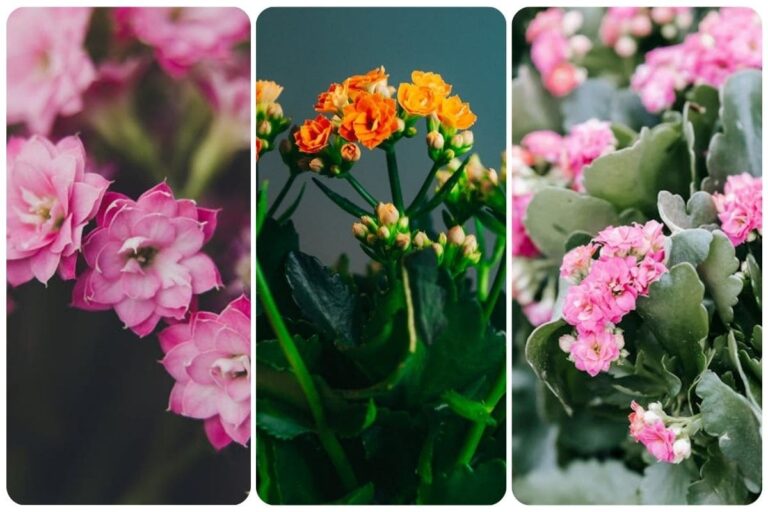 Como Cuidar da Flor-da-Fortuna e Garantir uma Floração Exuberante