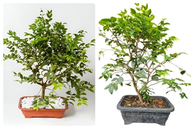 Como Cuidar do Bonsai de Jabuticaba e Ter Frutas em Miniatura