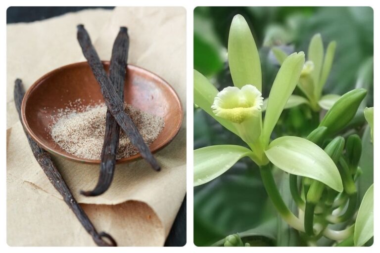 Descubra Como Cultivar Orquídea Baunilha