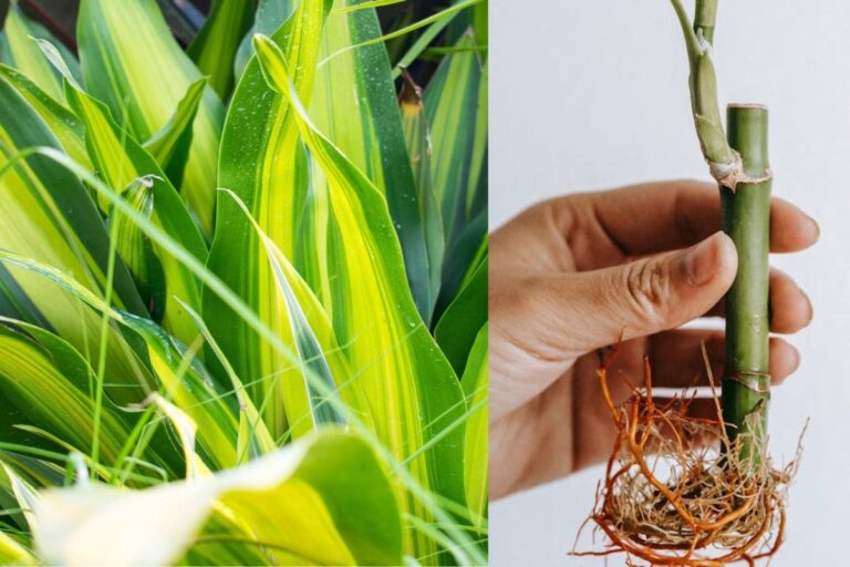 Como Plantar o Bambu-da-Sorte: Técnicas Simples