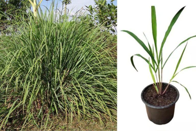 Como Plantar Capim-Cidreira: Tudo o que Você Precisa Saber