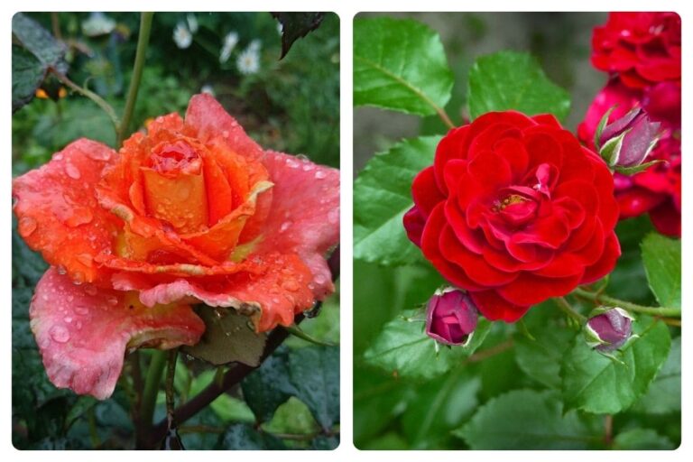 Como Plantar Rosas no Chão: Descubra os Segredos