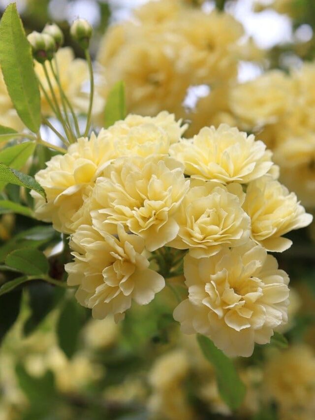 cropped-beleza-da-rosa-banksiae-02.jpg