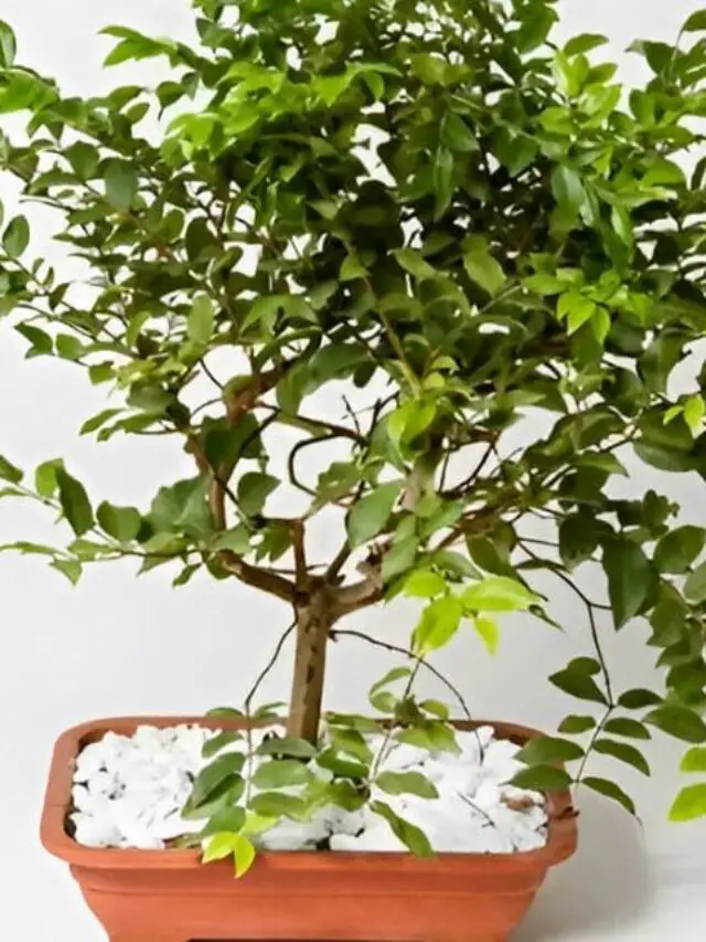 cropped-bonsai-de-jabuticaba-02.jpg