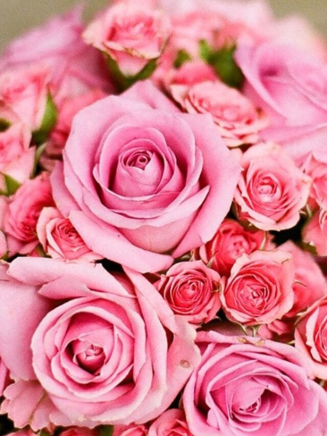 cropped-buque-de-rosas-04.jpg