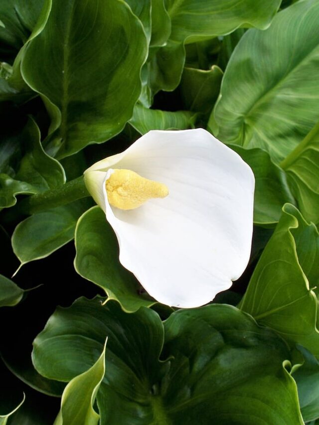 cropped-como-cultivar-o-copo-de-leite-04.jpg
