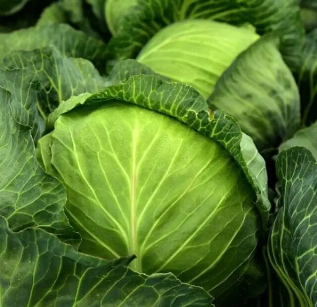 cropped-como-plantar-repolho-em-60-dias.jpg