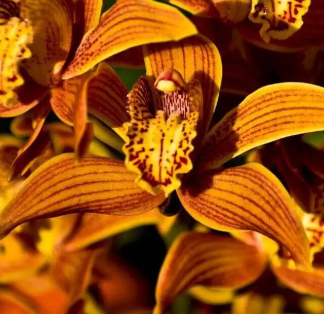 cropped-fazer-a-orquidea-cymbidium-florescer.jpg