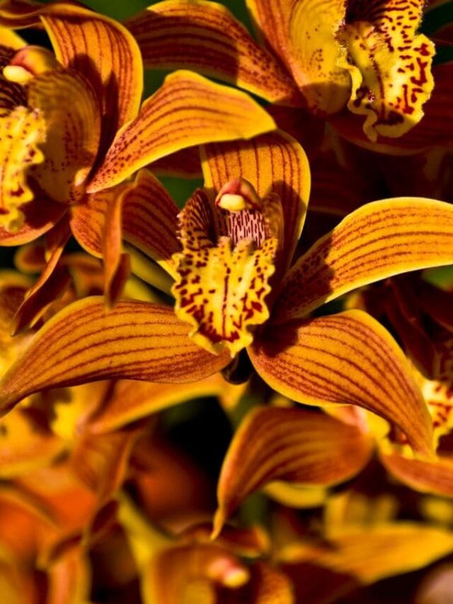 cropped-fazer-a-orquidea-cymbidium-florescer.jpg