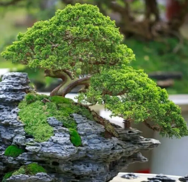 cropped-fazer-bonsai-01.jpg