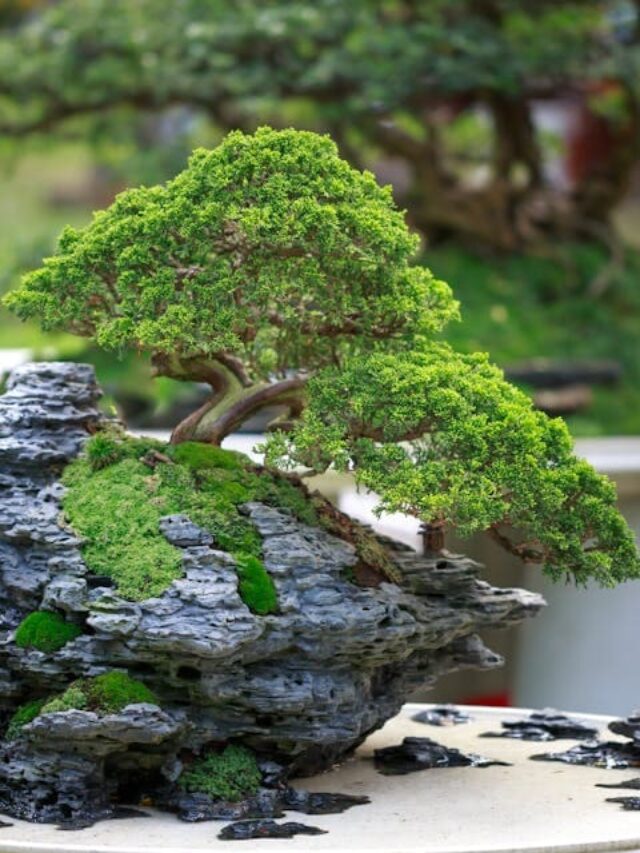 cropped-fazer-bonsai-01.jpg