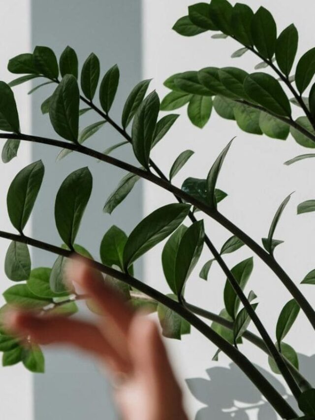 cropped-fazer-zamioculca-ficar-bonita.jpg