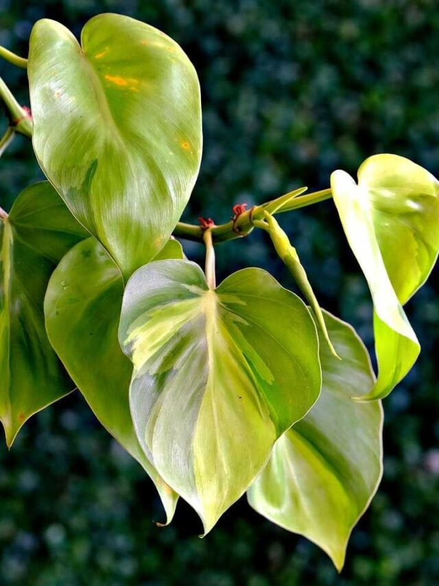 cropped-filodendro-para-fazer-muda-03.jpg