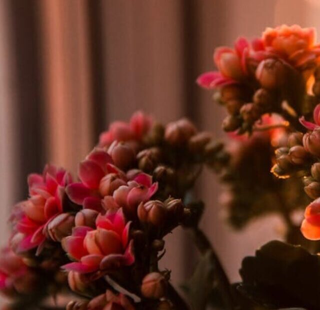 cropped-flor-da-fortuna-02.jpg