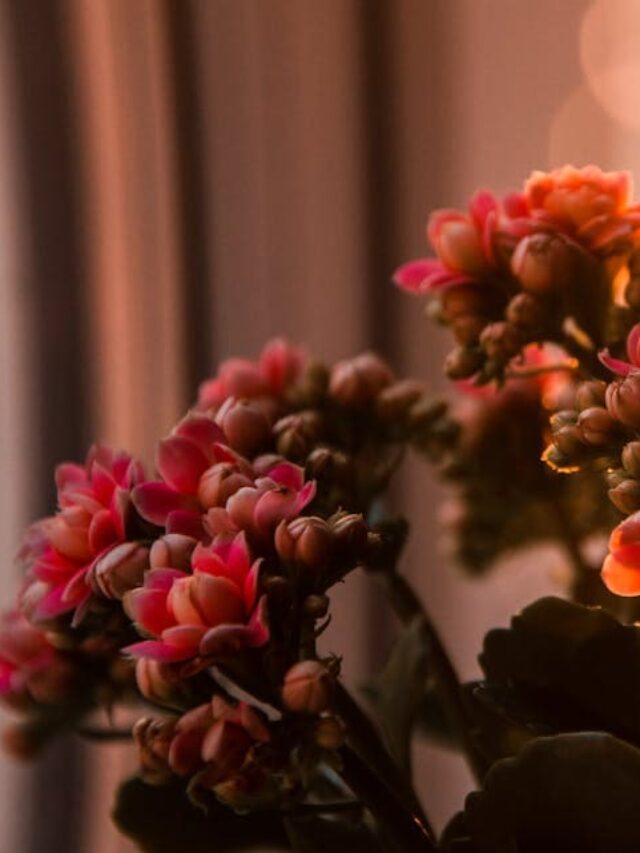cropped-flor-da-fortuna-02.jpg