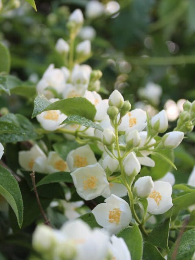 cropped-flores-cheirosas-para-casa-jasmim.jpg