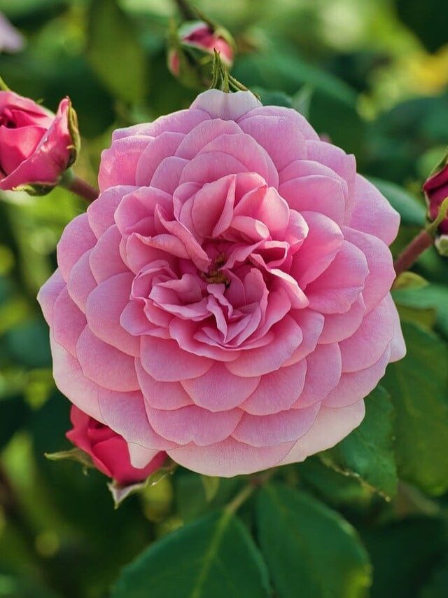 cropped-flores-cheirosas-para-casa-rosa.jpg