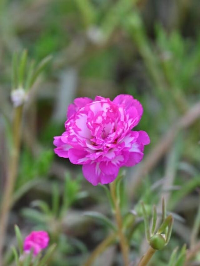 cropped-flores-comuns-onze-horas.jpg