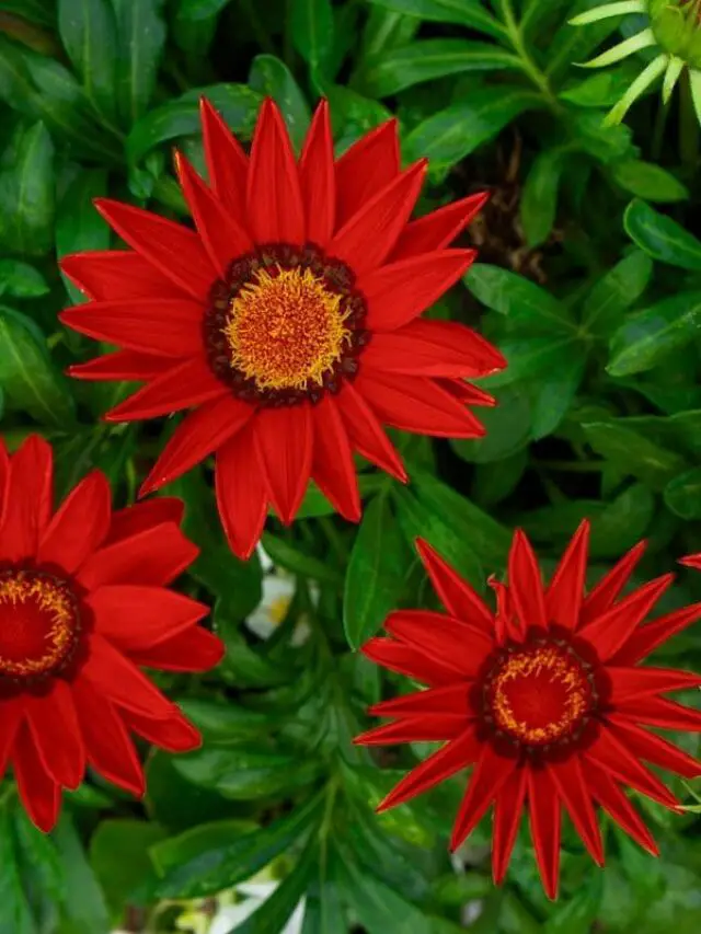 cropped-gazania-flor-rasteira.jpg