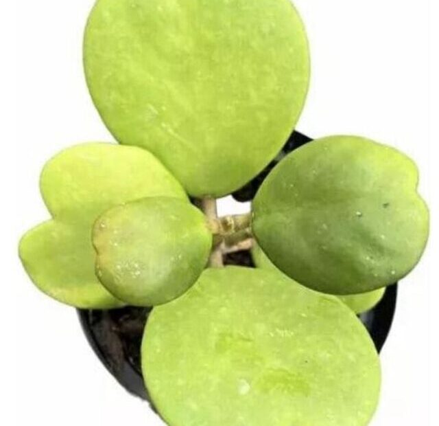 cropped-hoya-planta-coraca.jpg