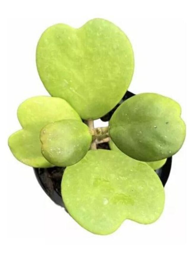 cropped-hoya-planta-coraca.jpg