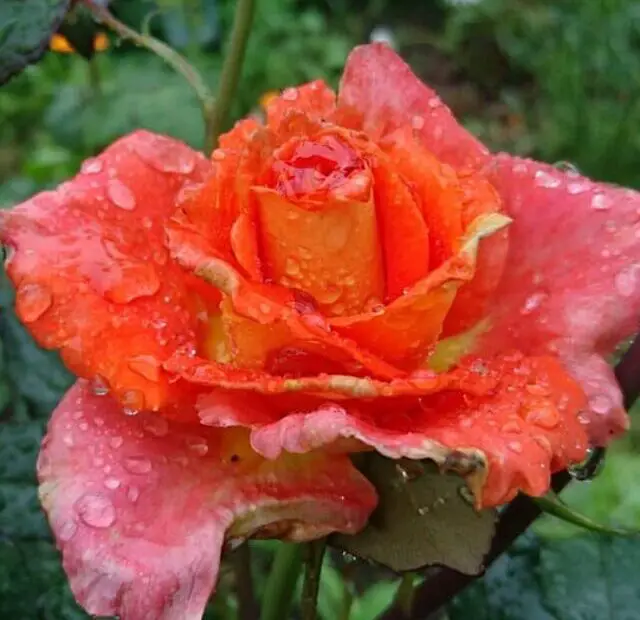 cropped-linda-rosa-molhada.jpg