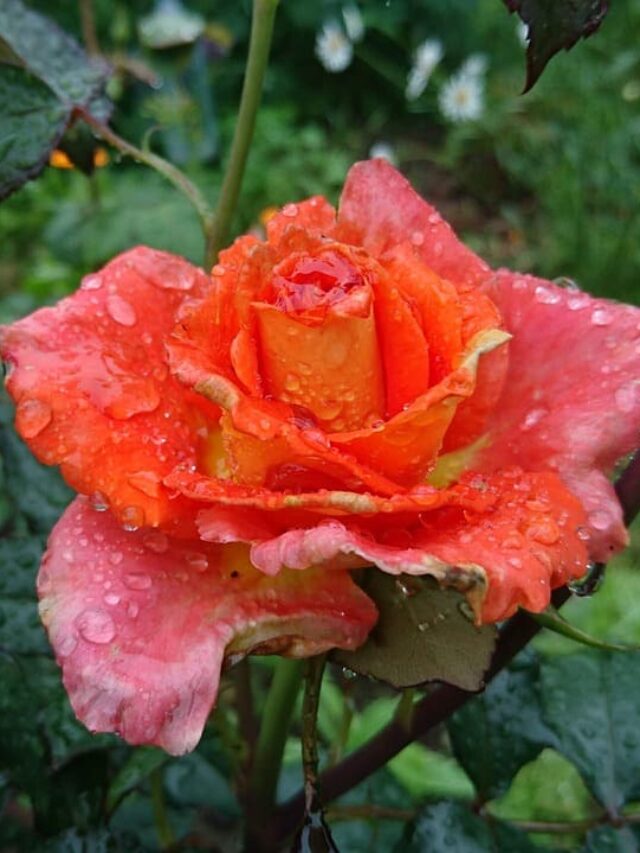 cropped-linda-rosa-molhada.jpg