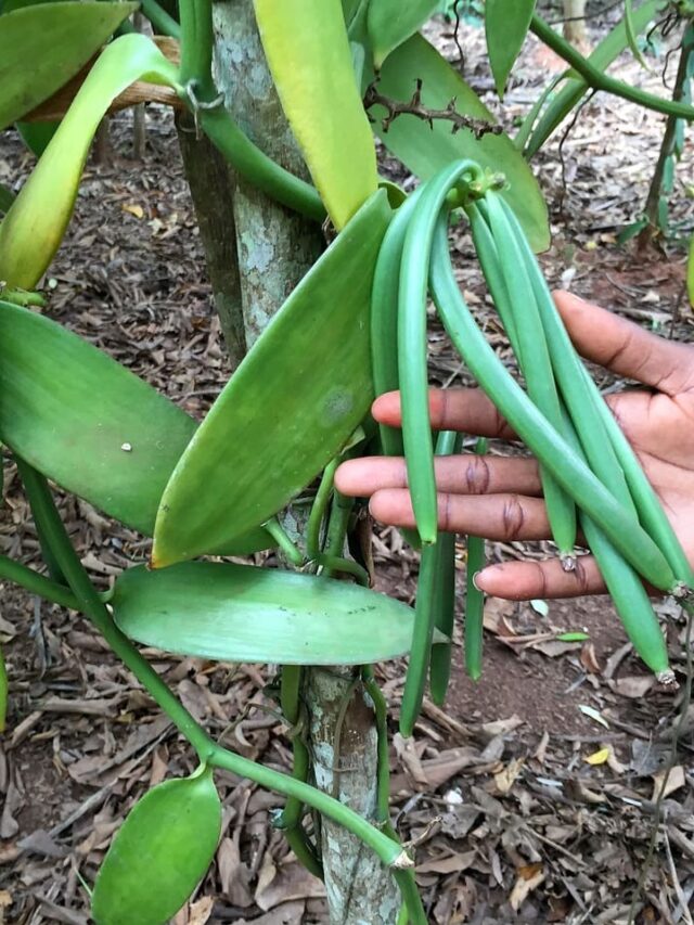 cropped-orquidea-baunilha.jpg
