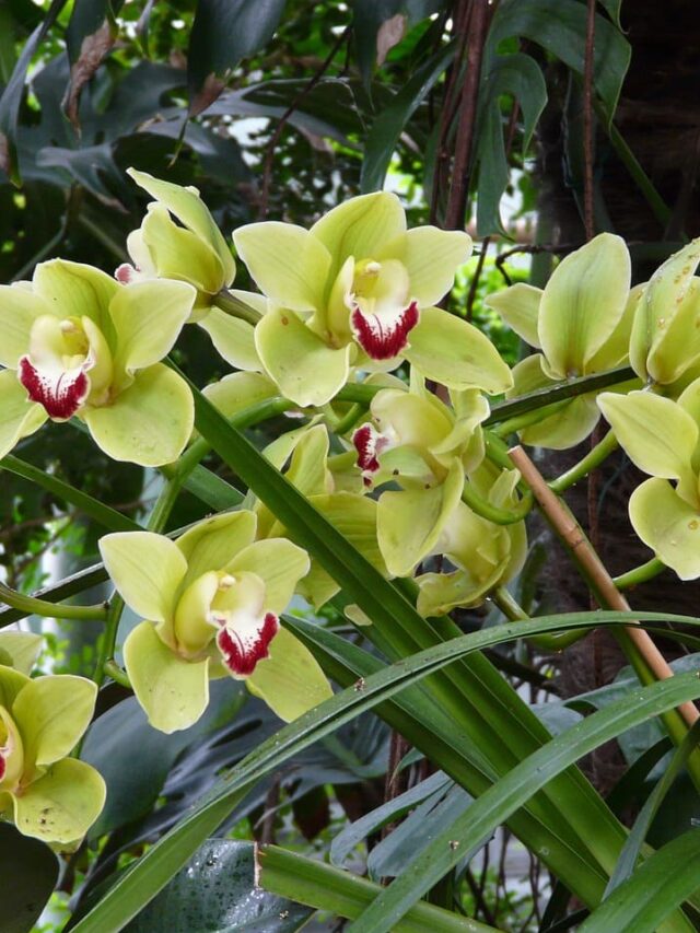 cropped-orquidea-cymbidium-03.jpg